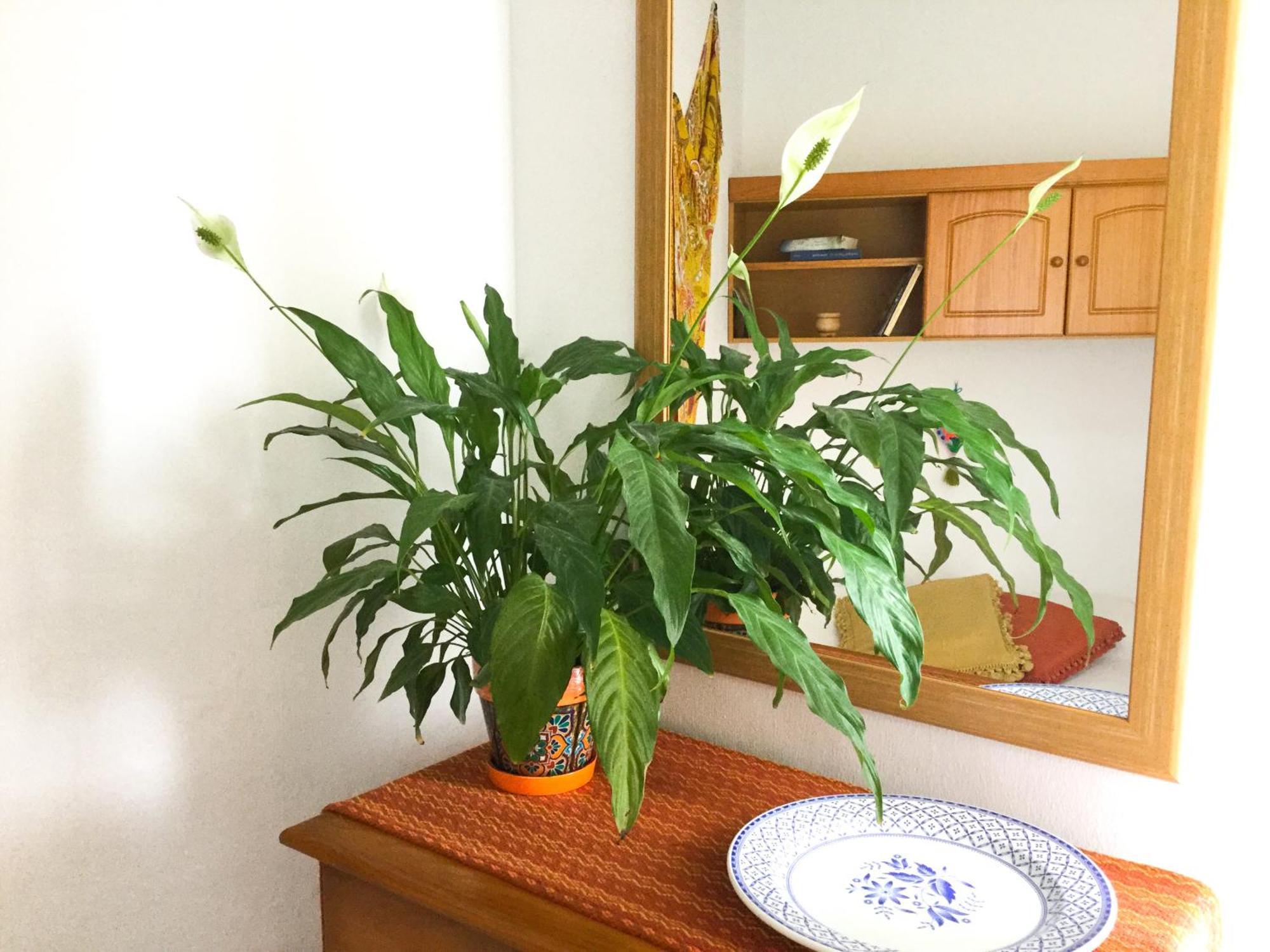 Casa De Amig@S En Santa Cruz De La Palma Apartment Santa Cruz de la Palma  Ngoại thất bức ảnh